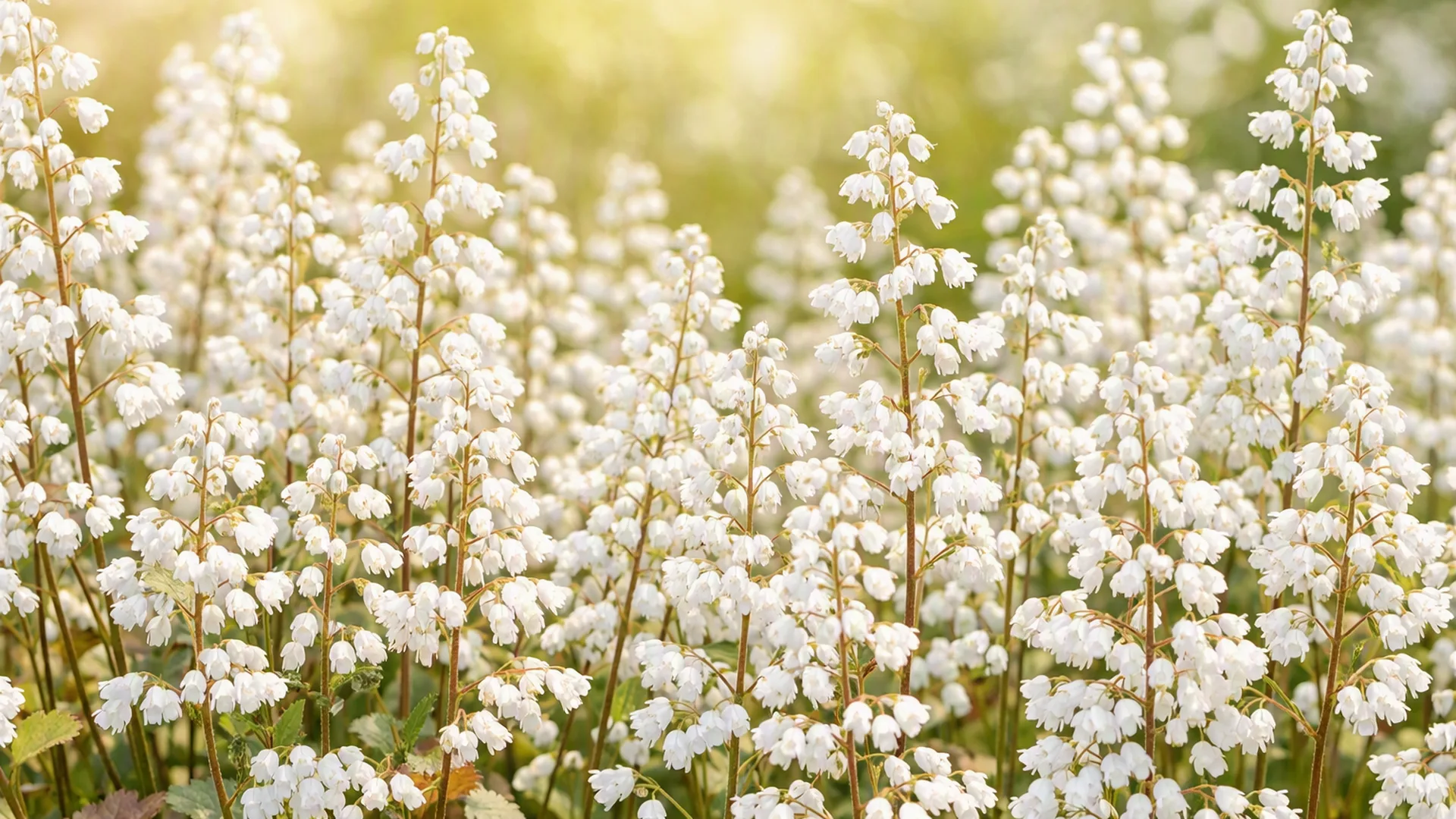 Heuchera, flores brancas