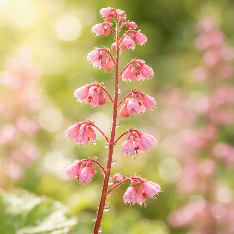 Heuchera rosa