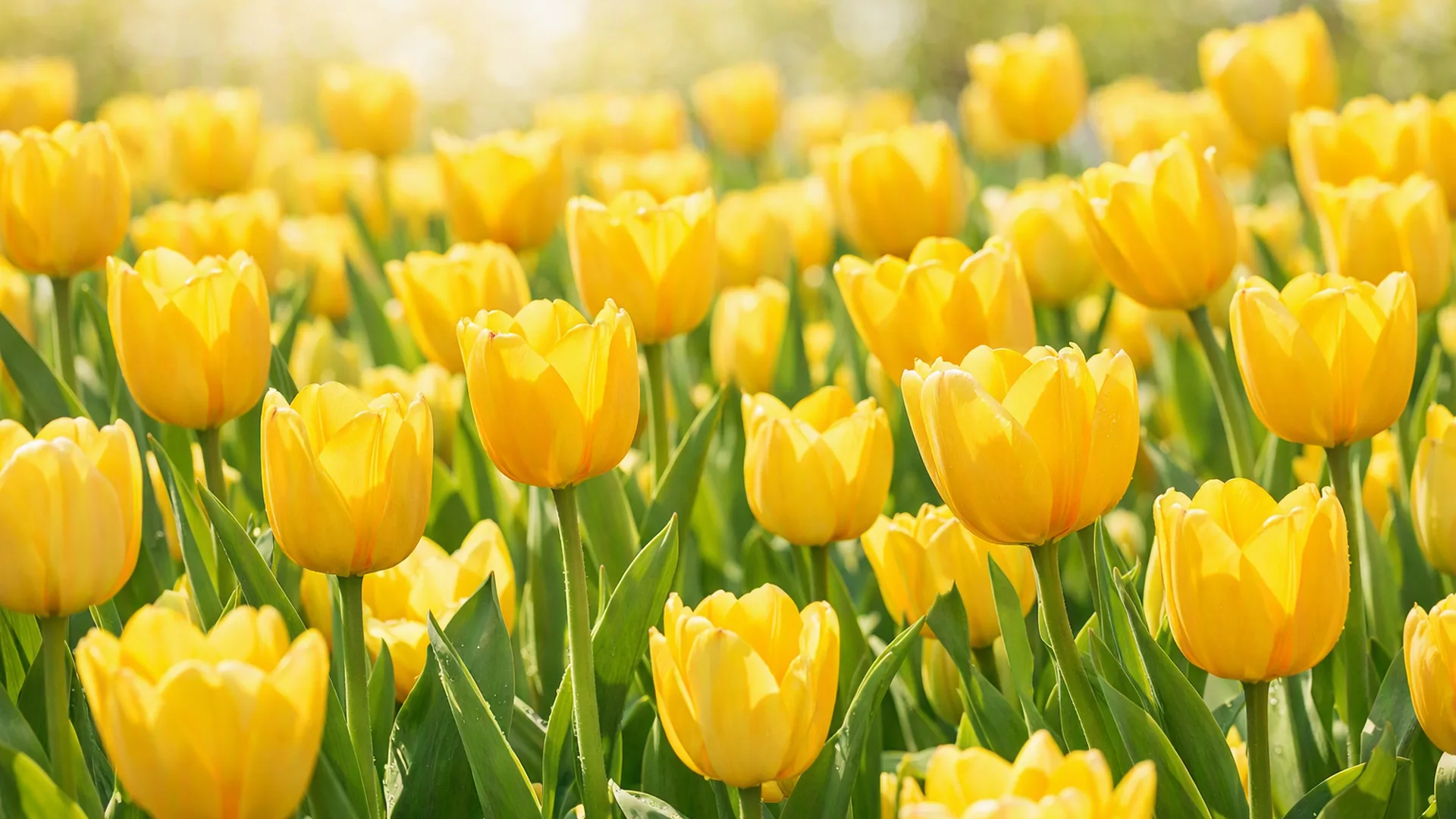 Tulipas, a flor clássica da primavera